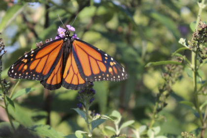 Mariposa Monarca Conservación