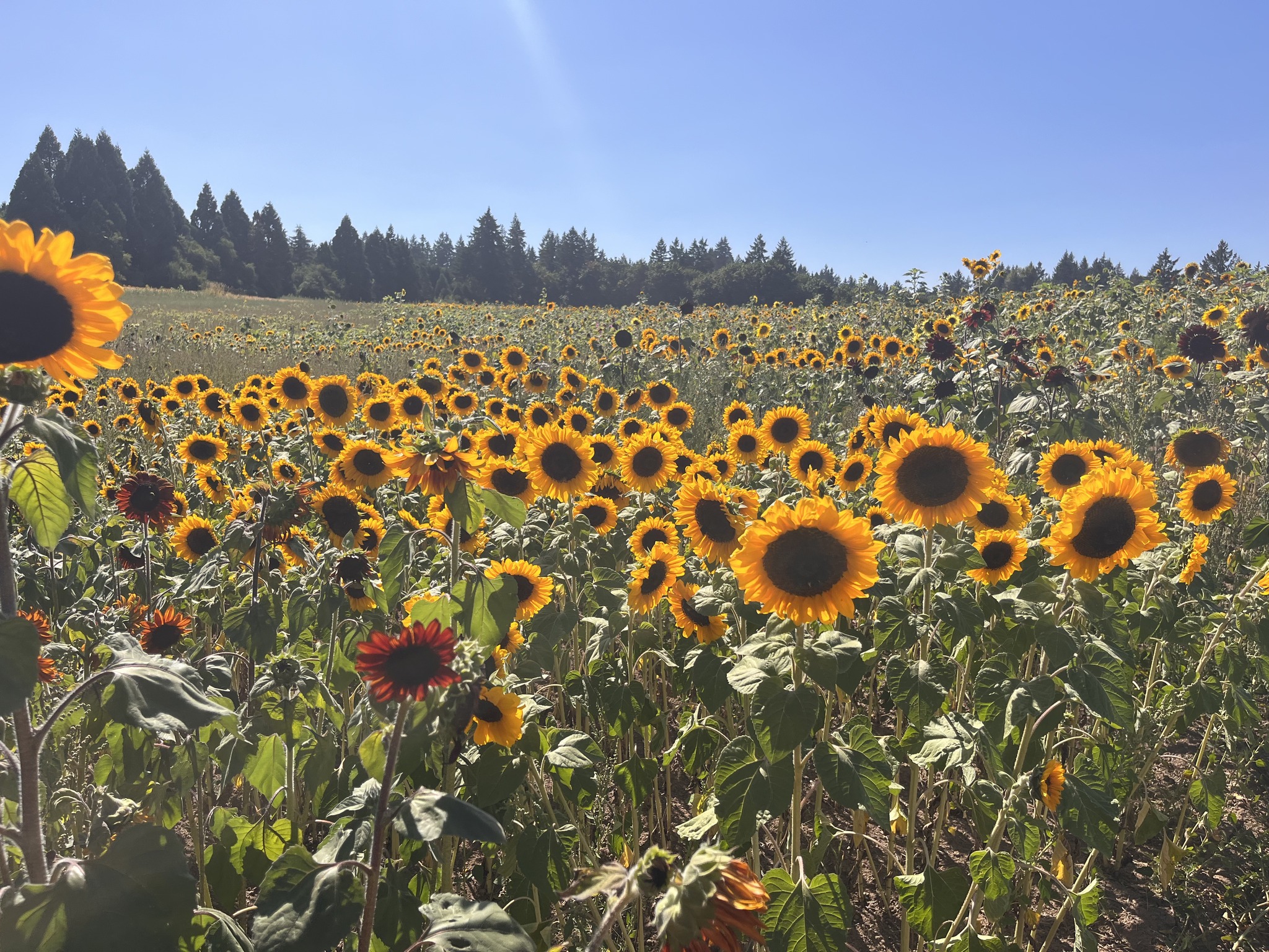 Tualatin | Festival Anual de Girasoles de Stafford Acres